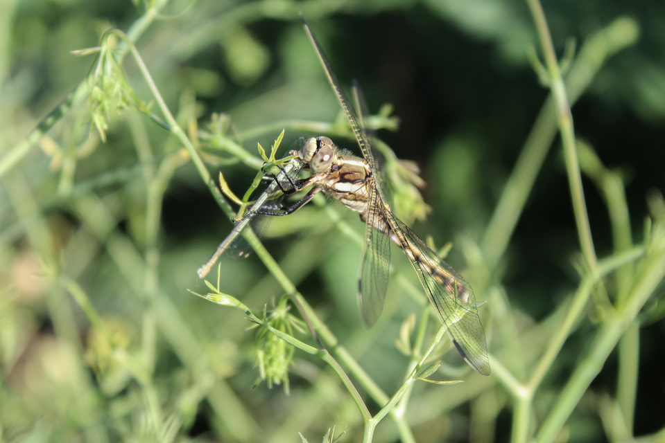 Orthetrum albistylum - fehérfarkú pásztorszitakötő