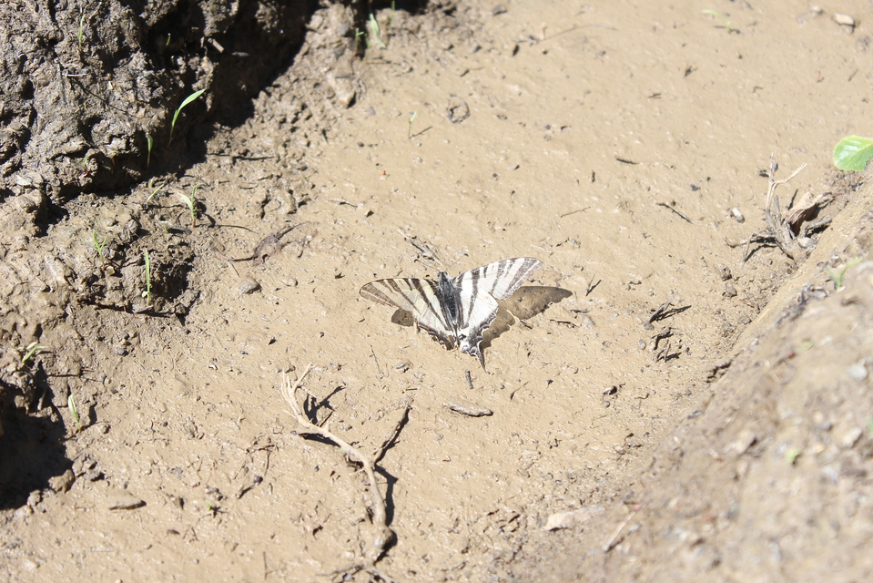 Iphiclides podalirius - kardoslepke