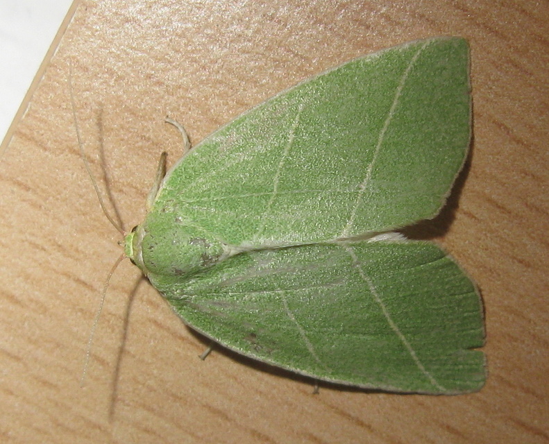 Bena bicolorana - tölgyfa-zöldbagoly