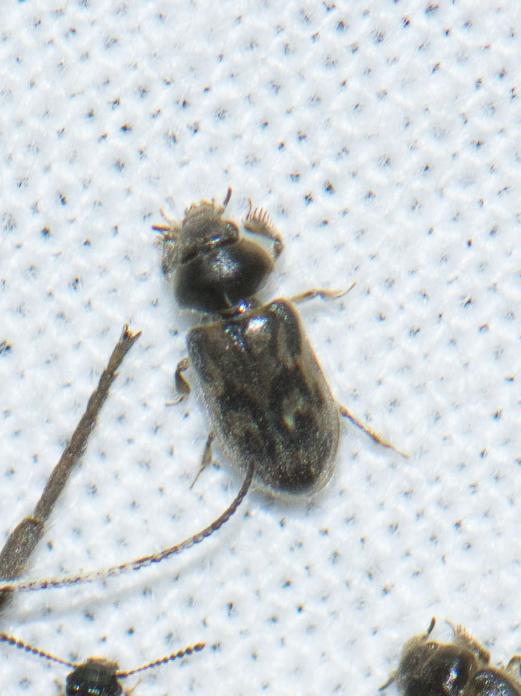 Heterocerus fossor - áskáló iszapbogár