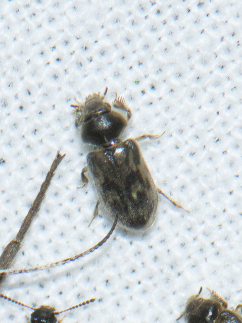Heterocerus fossor - áskáló iszapbogár