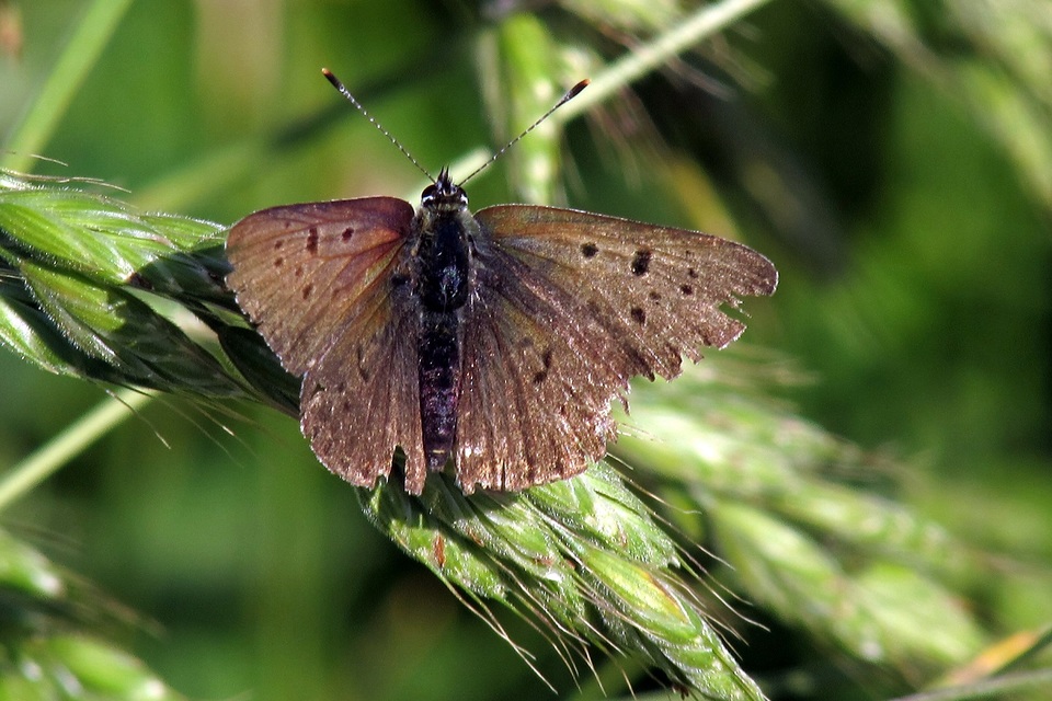 Lycaena tityrus - barna tűzlepke