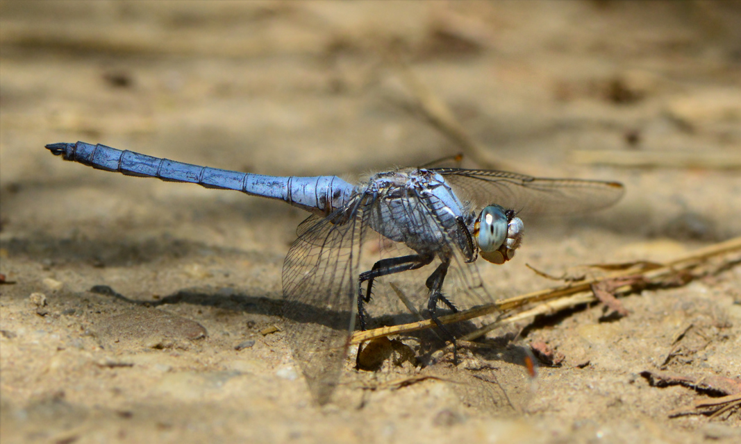 Orthetrum brunneum - pataki pásztorszitakötő