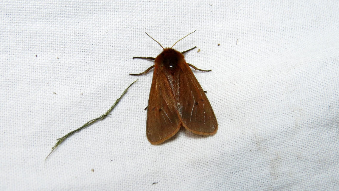 Phragmatobia fuliginosa - füstös medvelepke