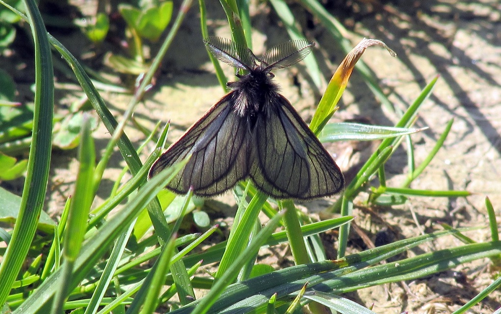 Pentophera morio - réti gyapjaslepke