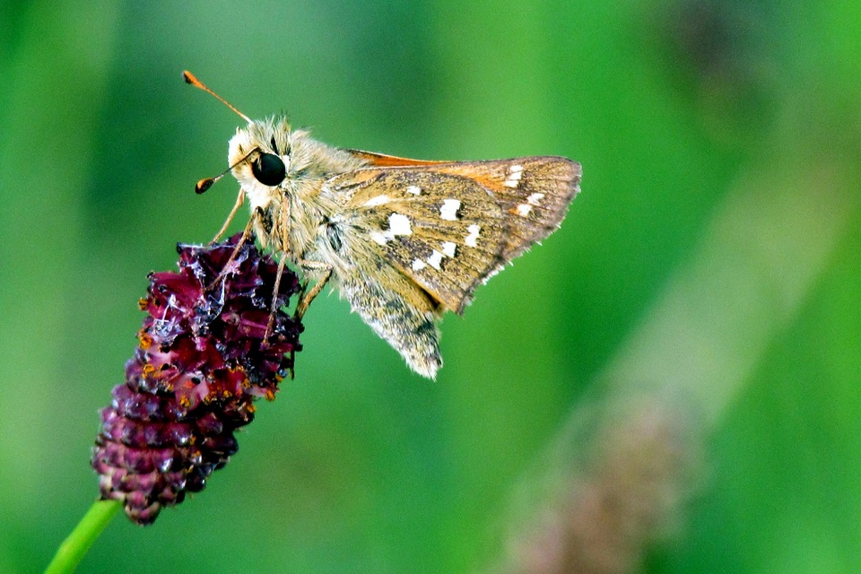 Hesperia comma - vesszős busalepke