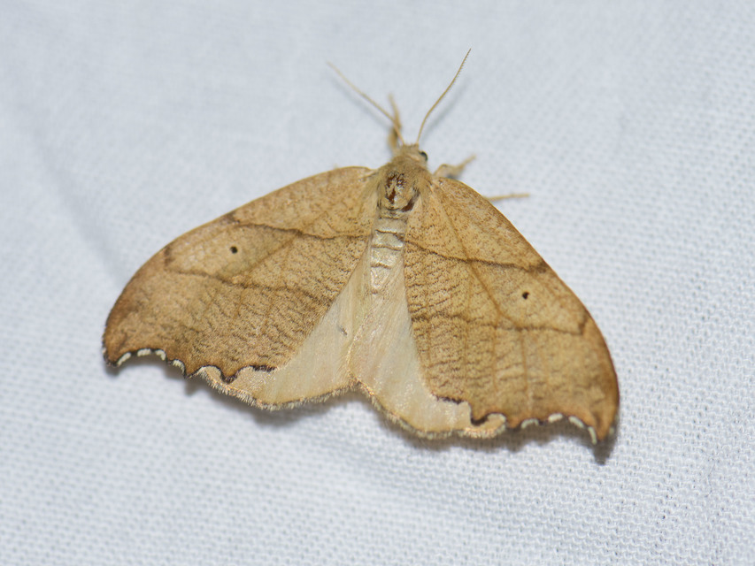 Falcaria lacertinaria - csipkés sarlósszövő