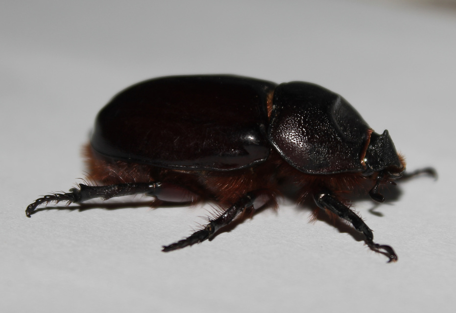 Oryctes nasicornis - orrszarvú bogár