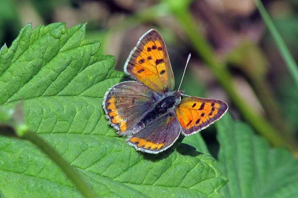 Lycaena phlaeas - közönséges tűzlepke