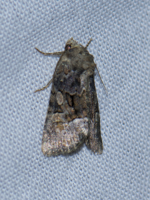 Oligia strigilis/latruncula/versicolor