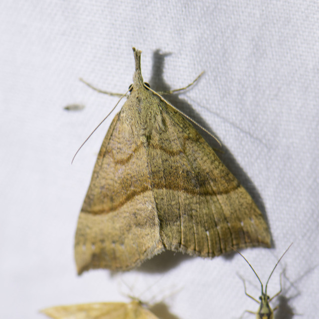 Hypena proboscidalis - ormányos karcsúbagoly