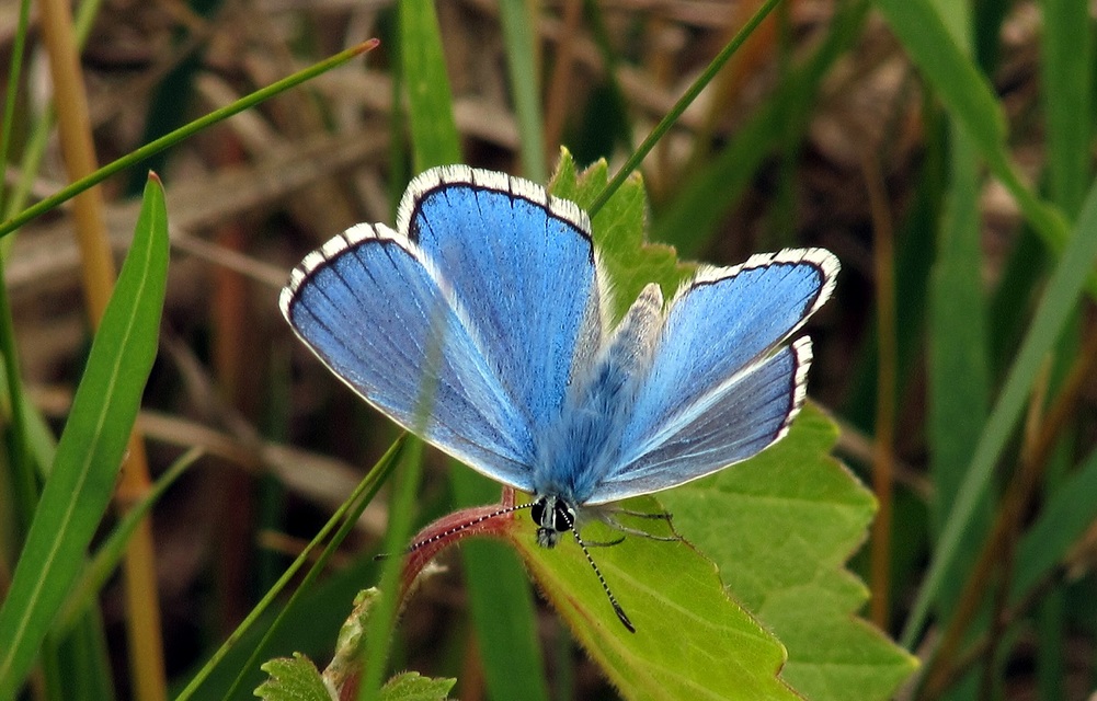 Polyommatus bellargus - égszínű boglárka
