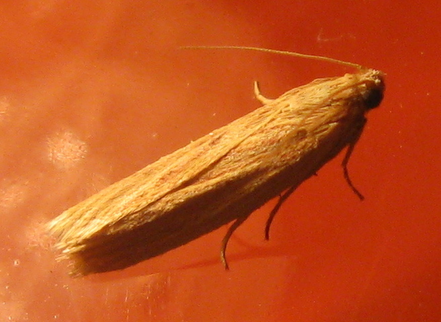 Phycitinae