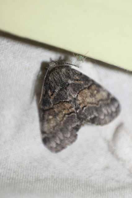 Gluphisia crenata - kormos púposszövő