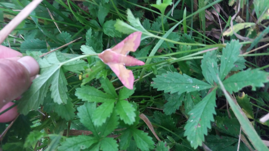 Deilephila porcellus - piros szender