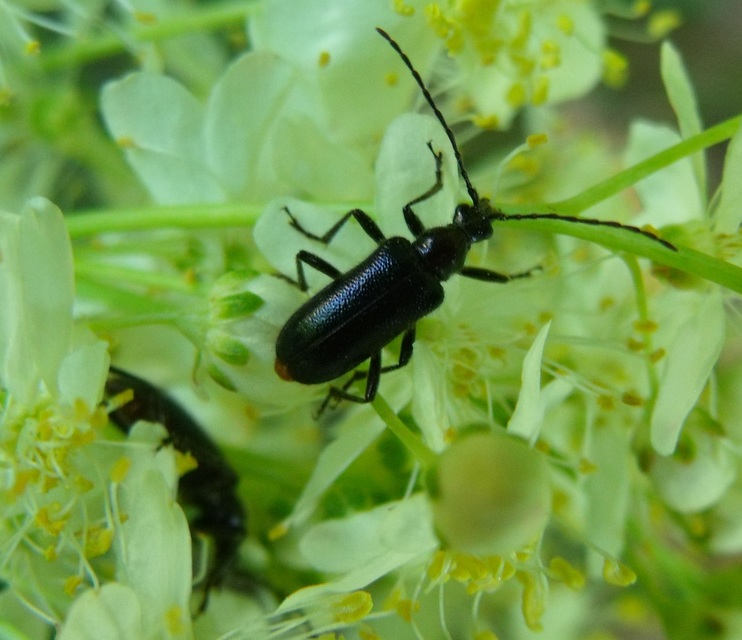 Dinoptera collaris - vörösnyakú virágcincér