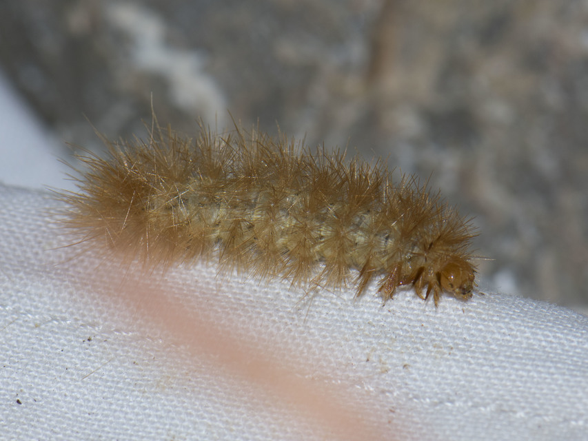 Diaphora mendica - felemás medvelepke