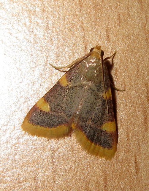 Hypsopygia costalis - szénailonca
