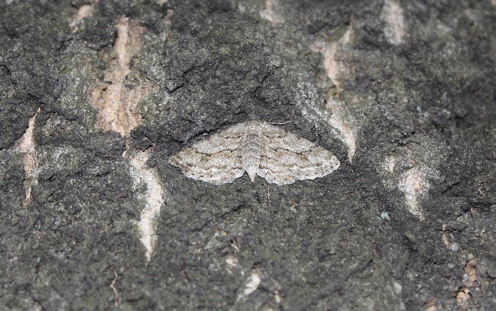 Ectropis crepuscularia - avararaszoló
