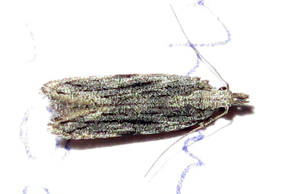 Gelechiidae - sarlósajkú-molylepkefélék