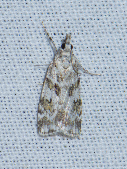 Scopariinae