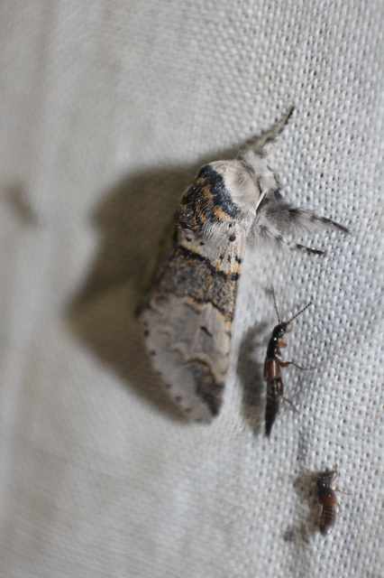 Furcula furcula - szürke púposszövő