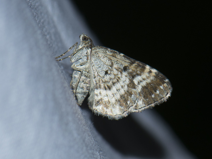 Epirrhoe alternata - galaj-tarkaaraszoló