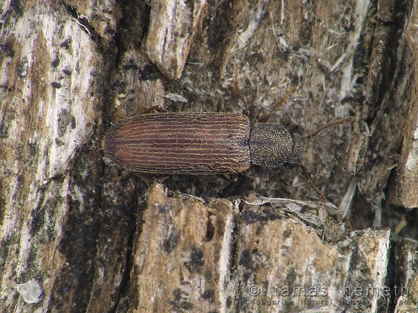 Lyctus linearis - közönséges falisztbogár