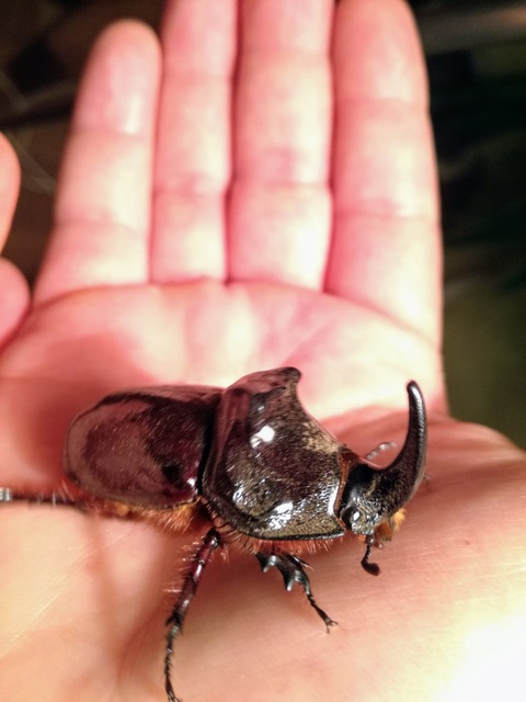 Oryctes nasicornis - orrszarvú bogár