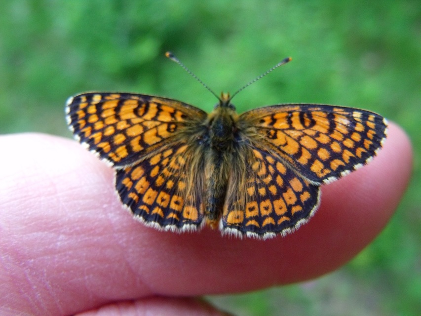 Melitaea cinxia - réti tarkalepke