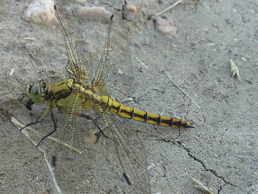 Orthetrum cancellatum - feketefarkú pásztorszitakötő