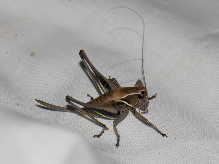Pholidoptera aptera - nagy avarszöcske Pholidoptera aptera - nagy avarszöcske