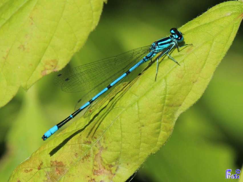 Coenagrion puella - azúrkék légivadász