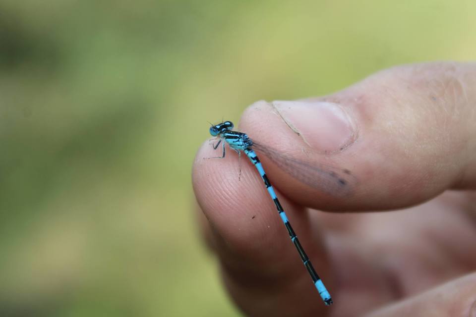 Coenagrion scitulum - mediterrán légivadász