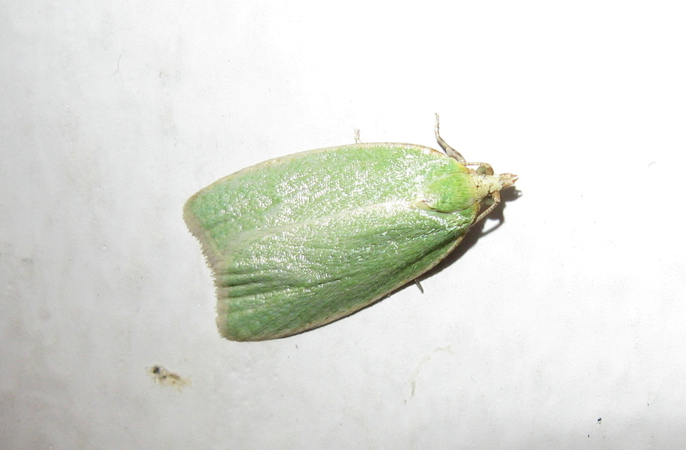 Tortrix viridana - tölgyilonca