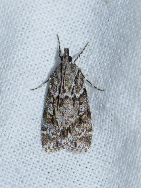 Scoparia