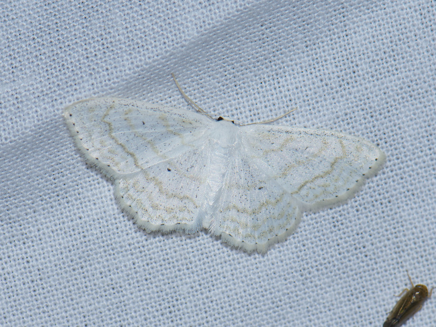 Scopula subpunctaria - törtvonalas sávosaraszoló