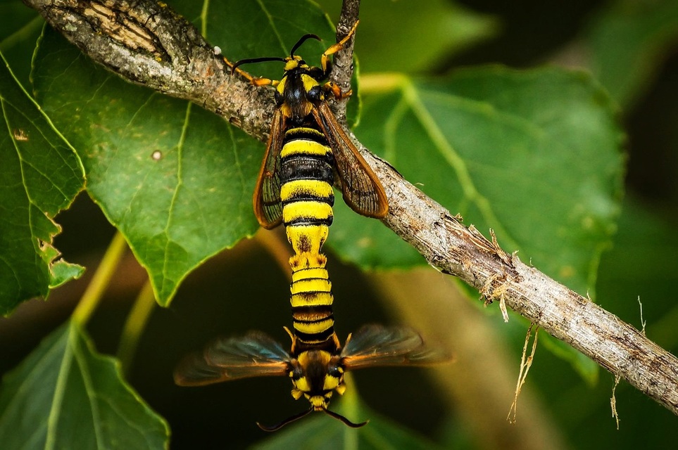 Sesia apiformis - darázslepke