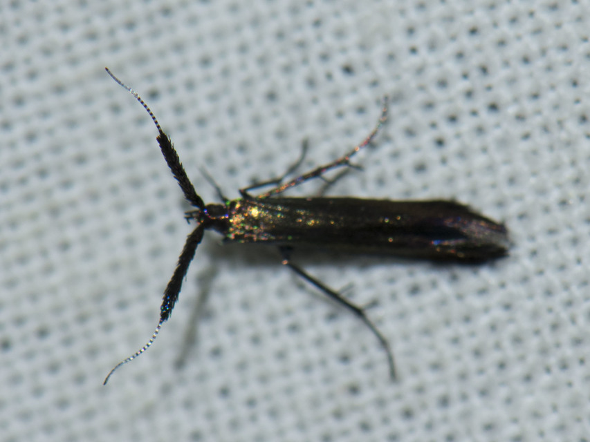 Coleophora