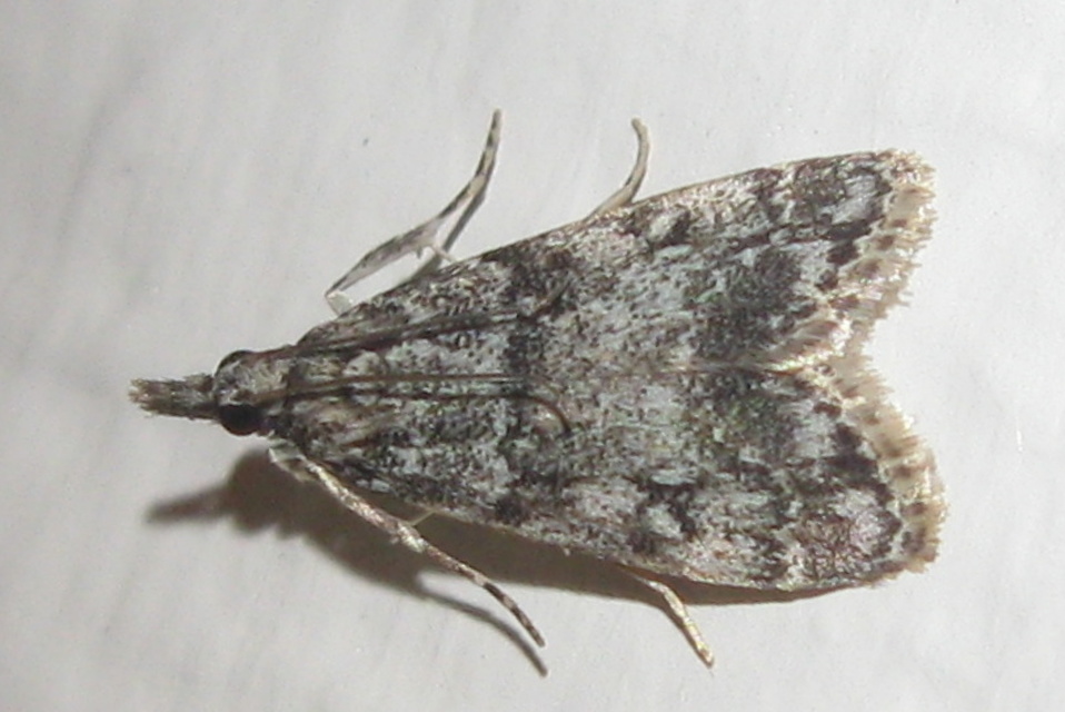 Scopariinae