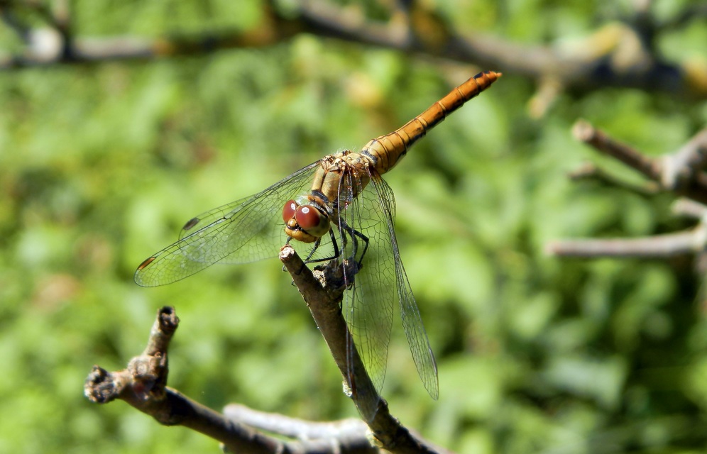 Sympetrum sanguineum - vörös katona-szitakötő