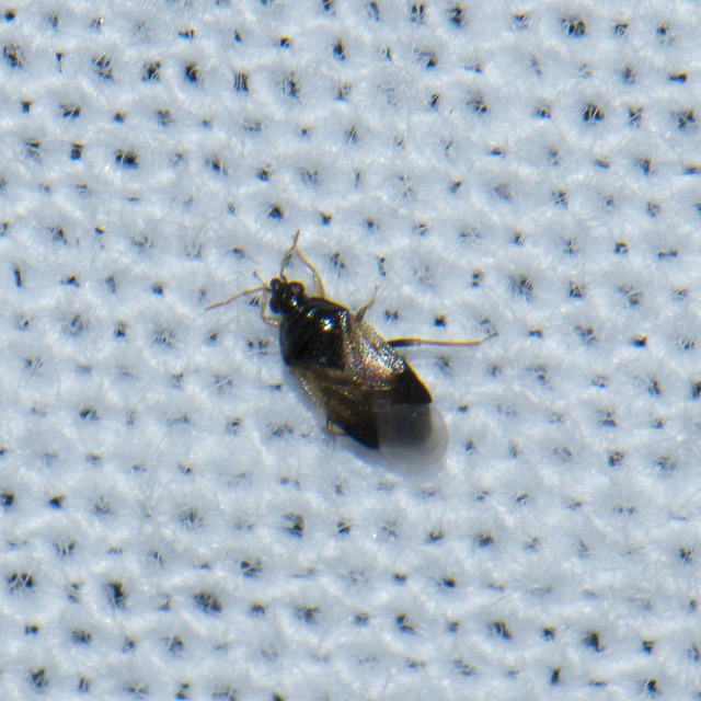 Anthocoridae - virágpoloskák Anthocoridae - virágpoloskák