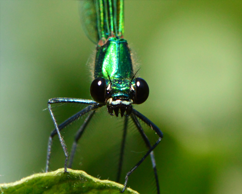 Calopteryx splendens - sávos szitakötő