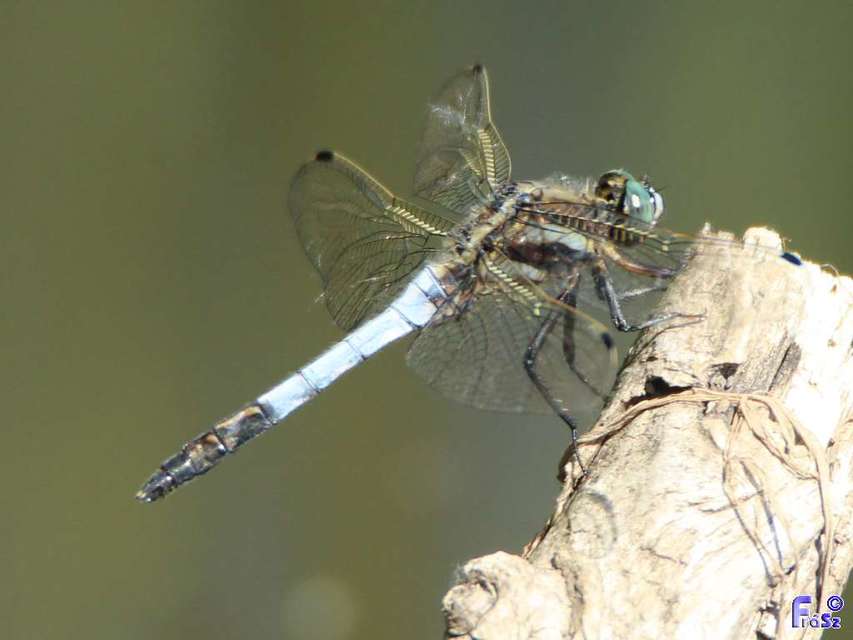 Orthetrum albistylum - fehérfarkú pásztorszitakötő