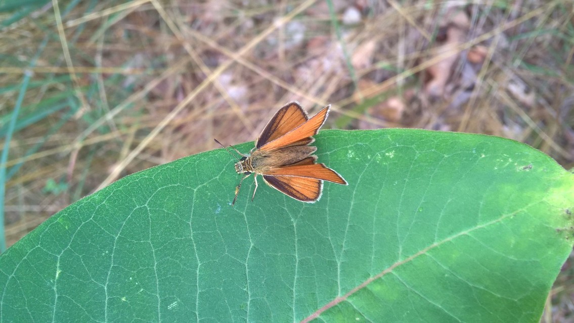 Thymelicus lineola - vonalas busalepke