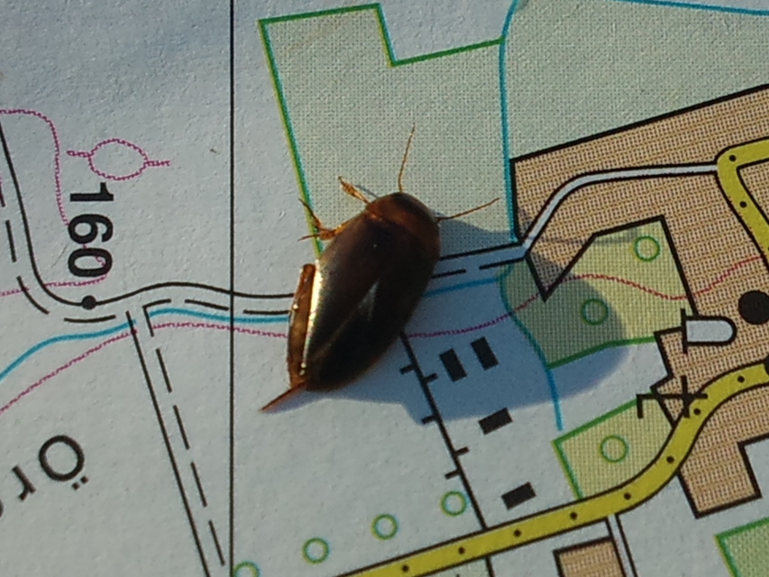 Liopterus haemorrhoidalis - rozsdás csíkbogár