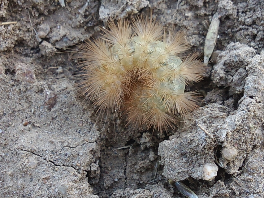 Phragmatobia fuliginosa - füstös medvelepke