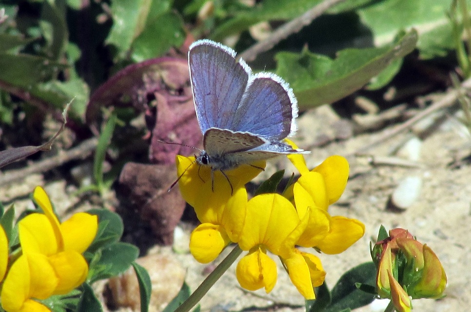 Plebejus argus - ezüstös boglárka