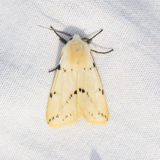 Spilarctia lutea - sárgás medvelepke
