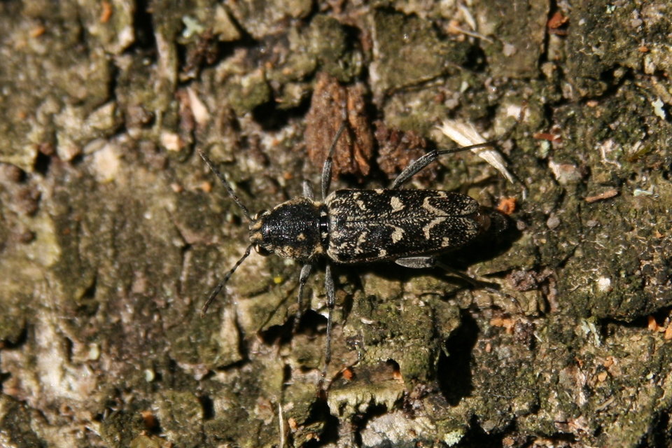 Xylotrechus rusticus - egérszínű darázscincér Xylotrechus rusticus - egérszínű darázscincér